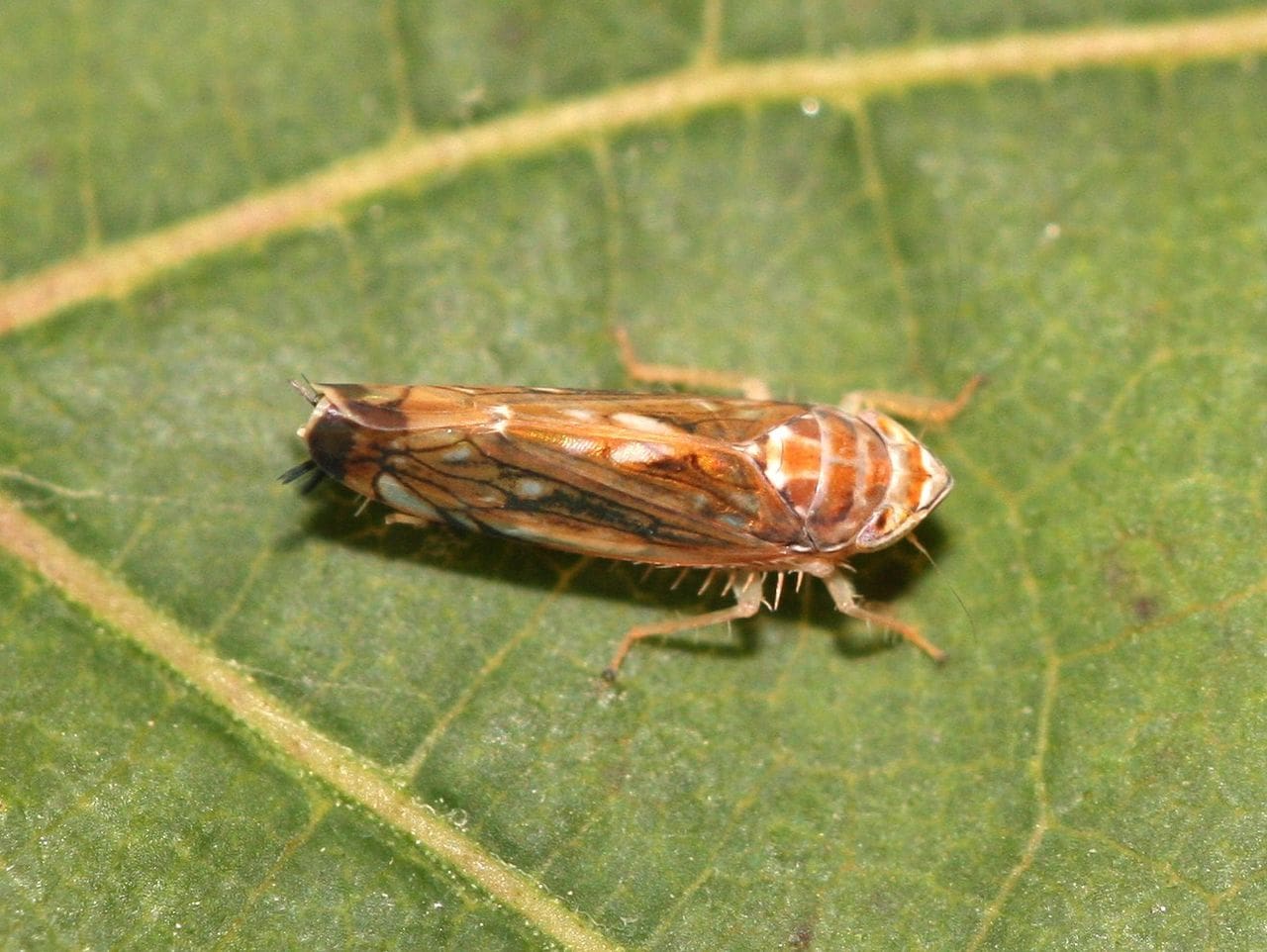 tsikadka