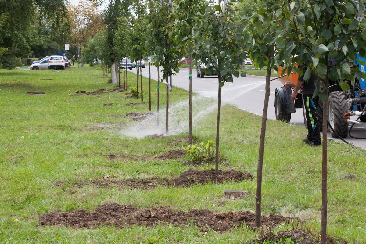 Locuitorii din Bălți pot alege speciile de arbori care vor fi plantați în preajma locuințelor lor