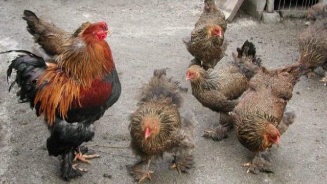 oamenii vor primi despăgubirii